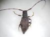 Leiopus sp.